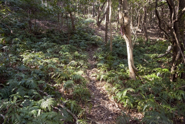 自然豊かな山林