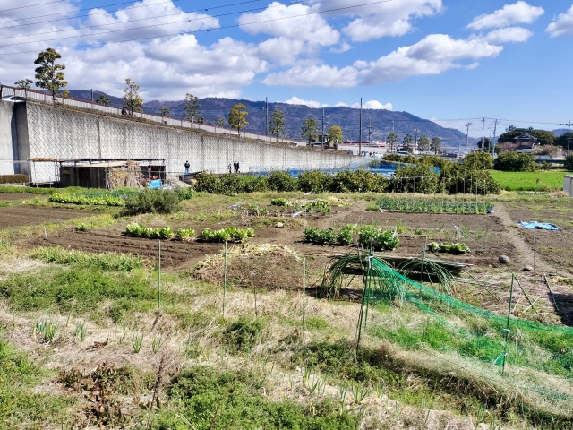 野菜を育てている畑